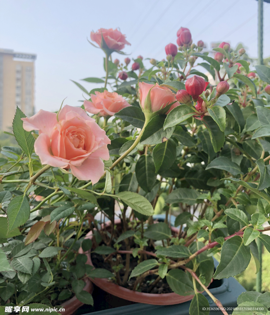 鲜花蔷薇