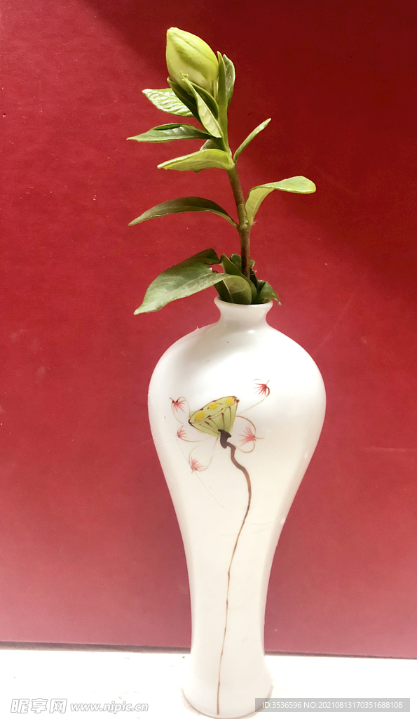 栀子花 