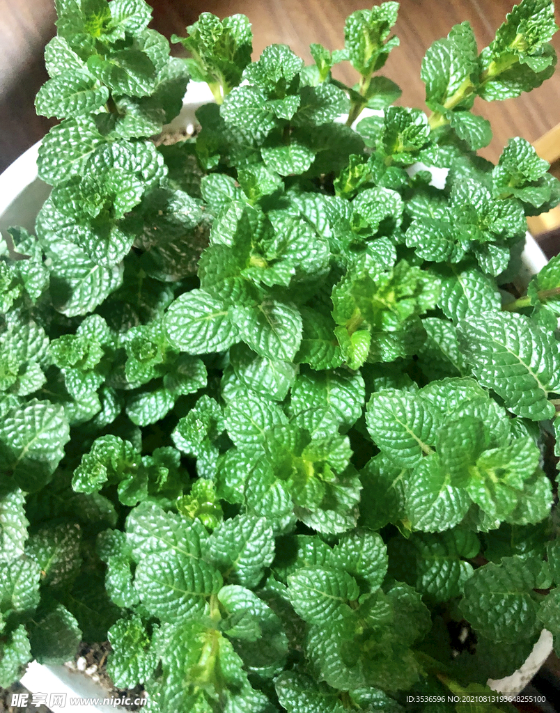薄荷 