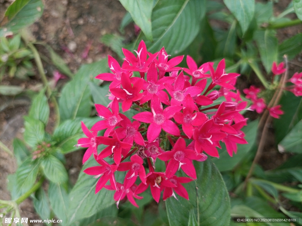 繁星花