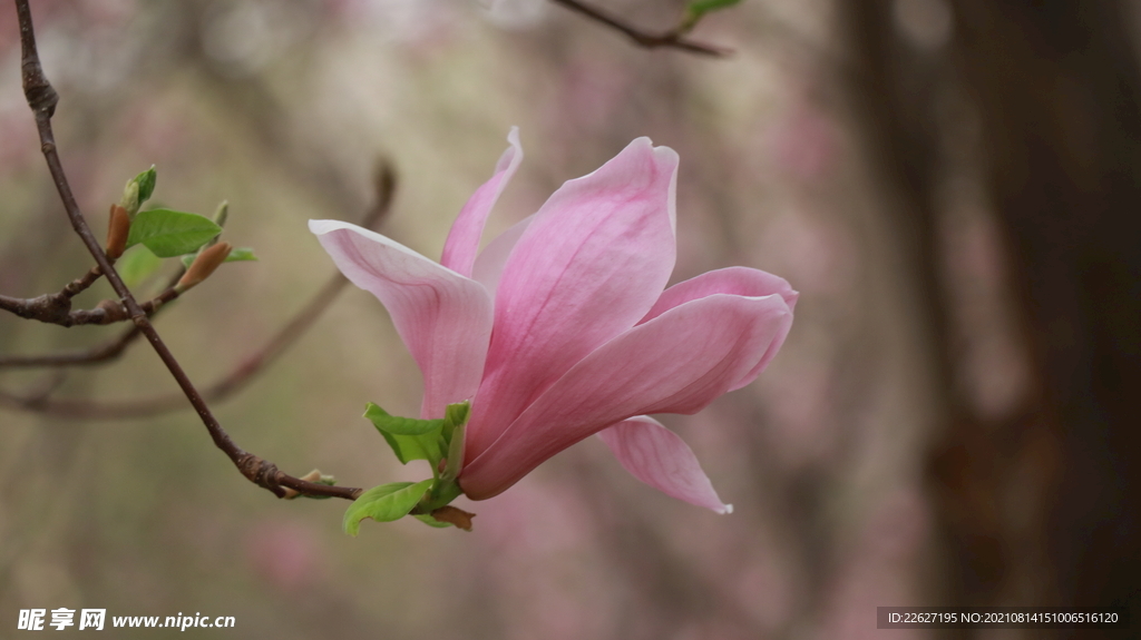 玉兰花
