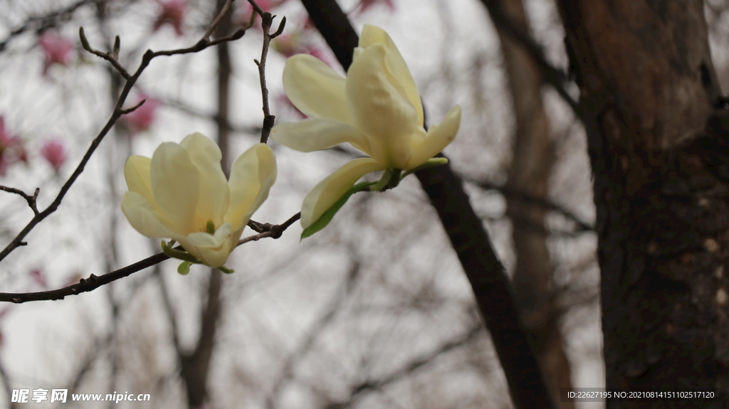 玉兰花 