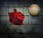 玫瑰花
