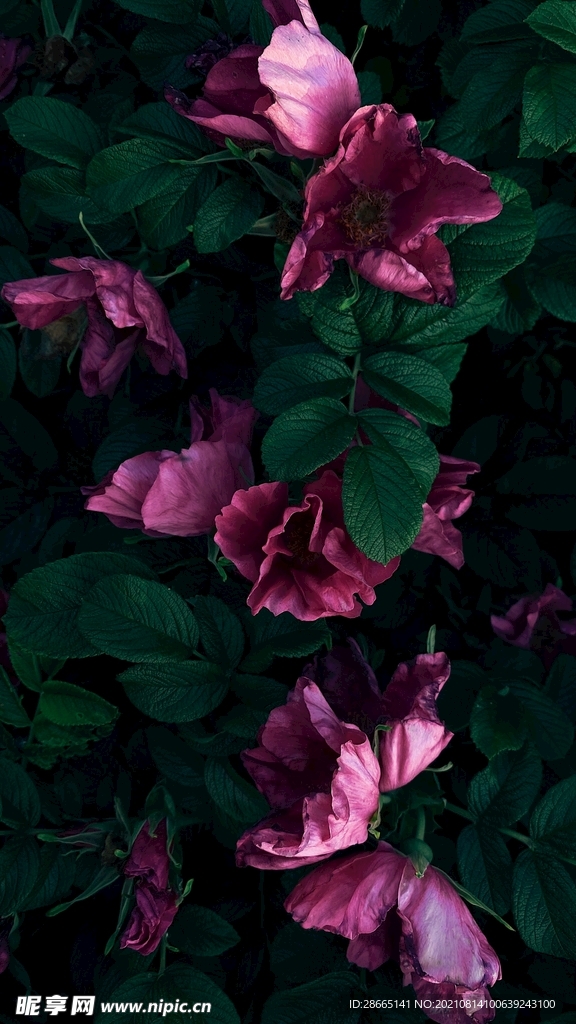 紫色花背景