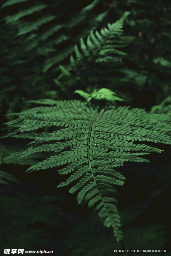 蕨类植物背景