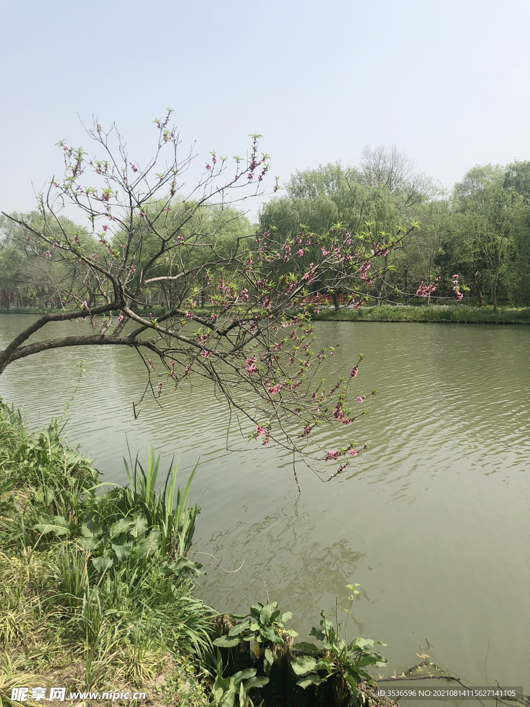 阳春三月的扬州桃红柳绿