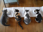 四只猫