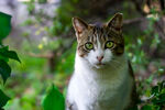 小猫猫 