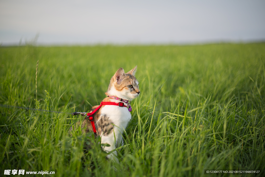 小猫