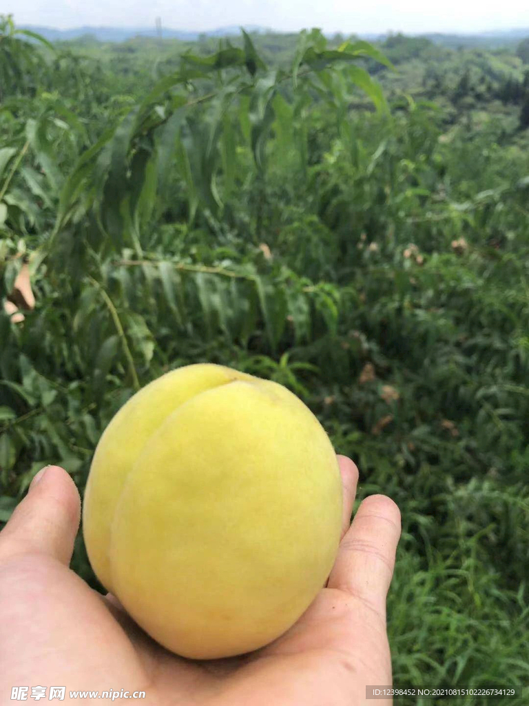 香甜诱人的黄桃