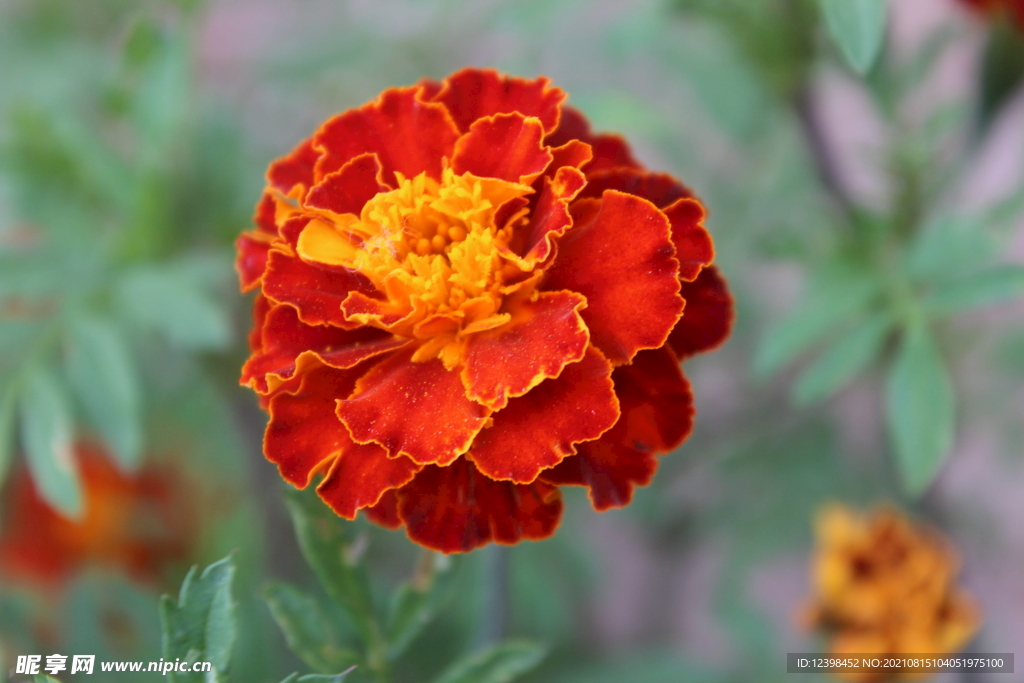 孔雀草鲜花