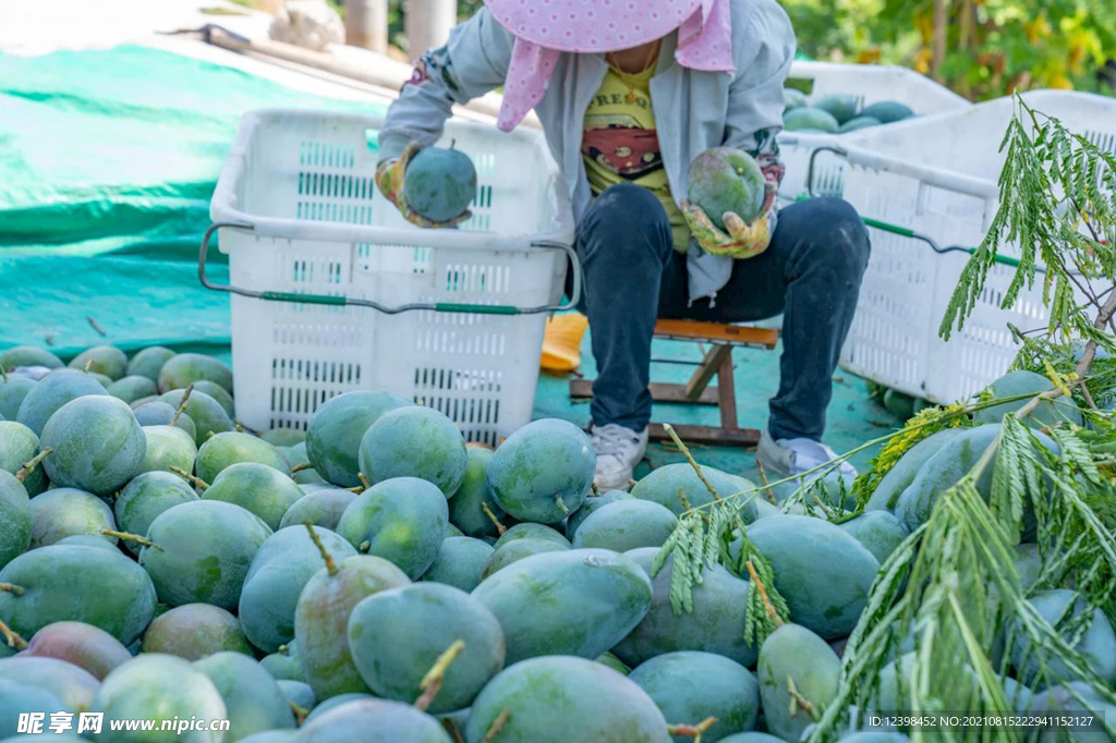 芒果摄影美图