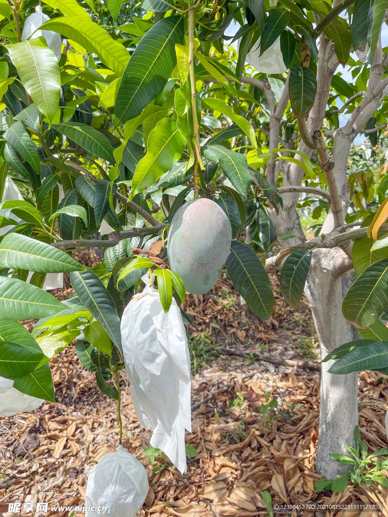 酸甜诱人的芒果