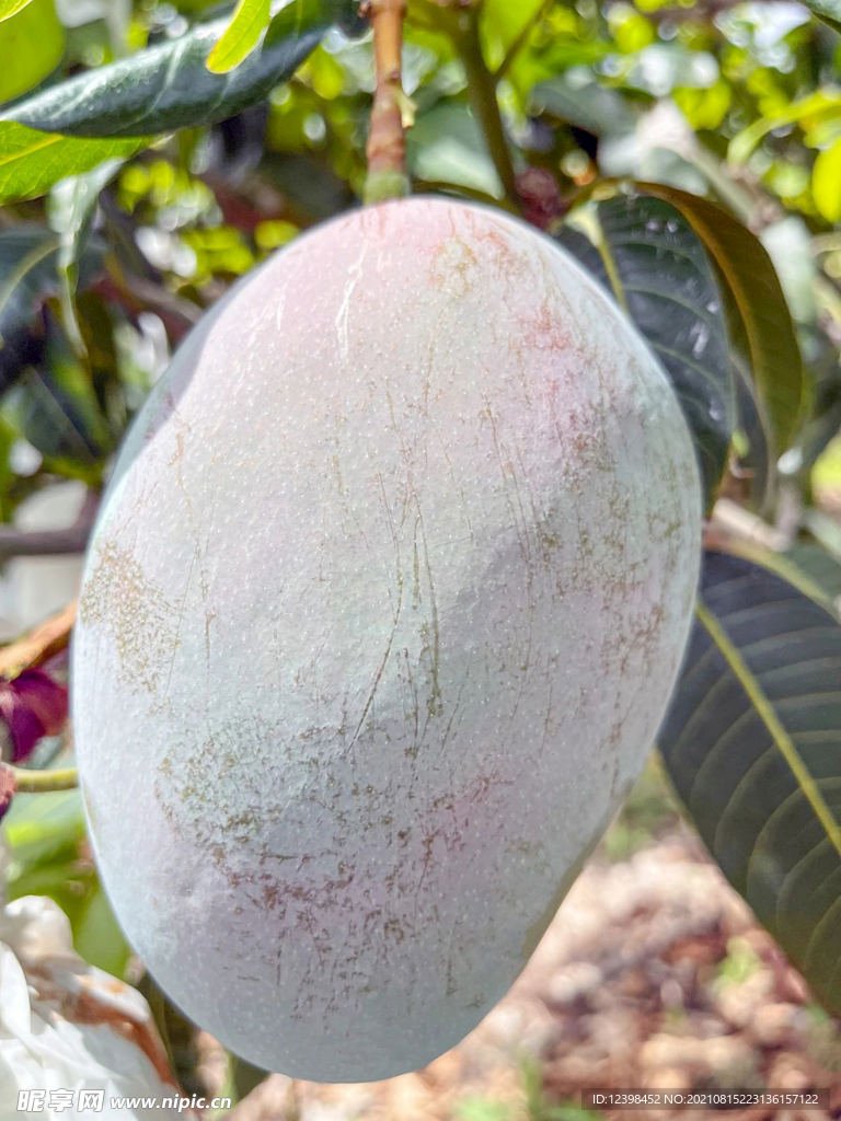 酸甜诱人的芒果