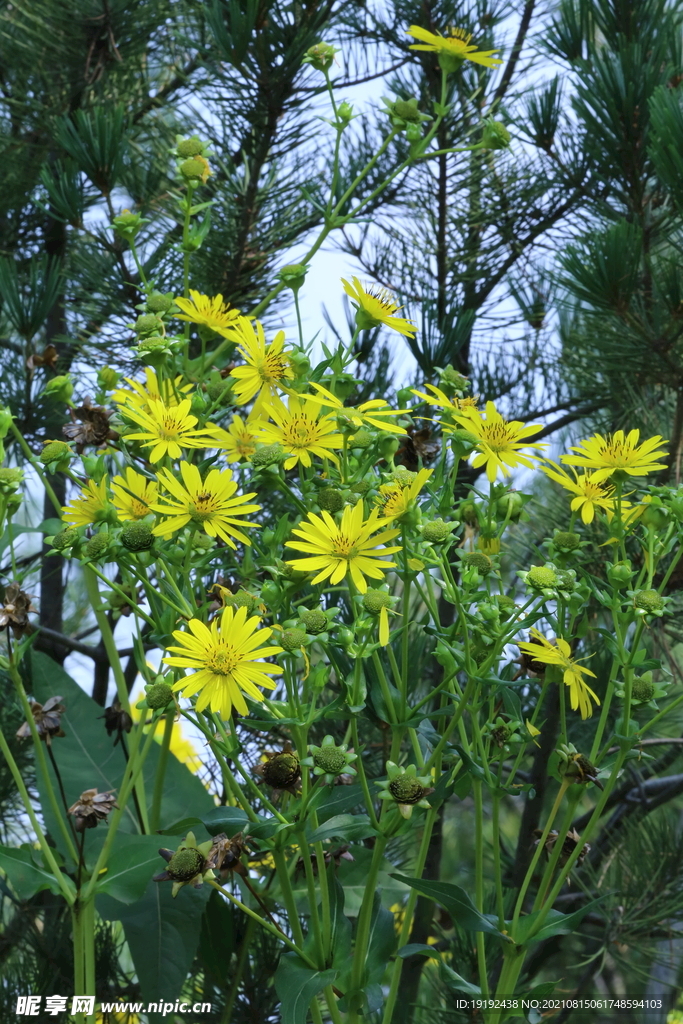 串叶松香草