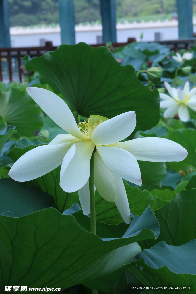 荷花 