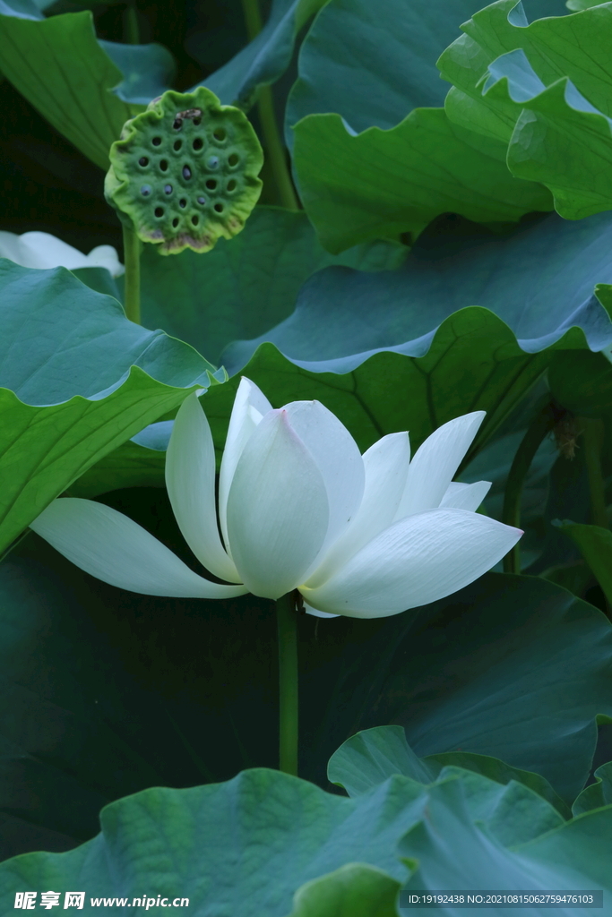 荷花 