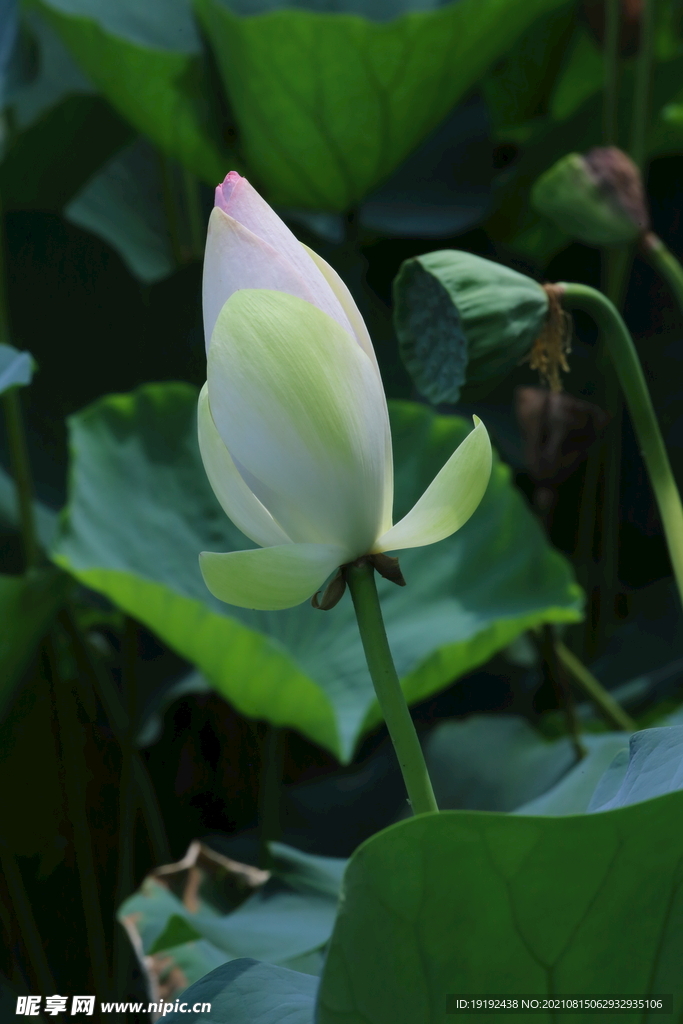 荷花