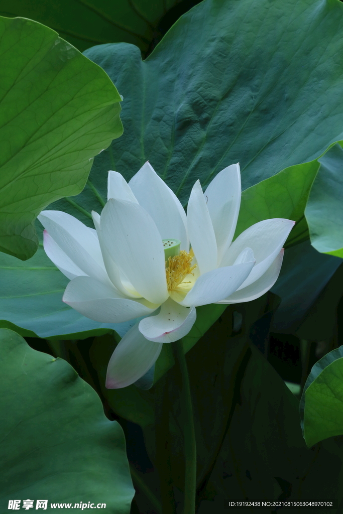 荷花 