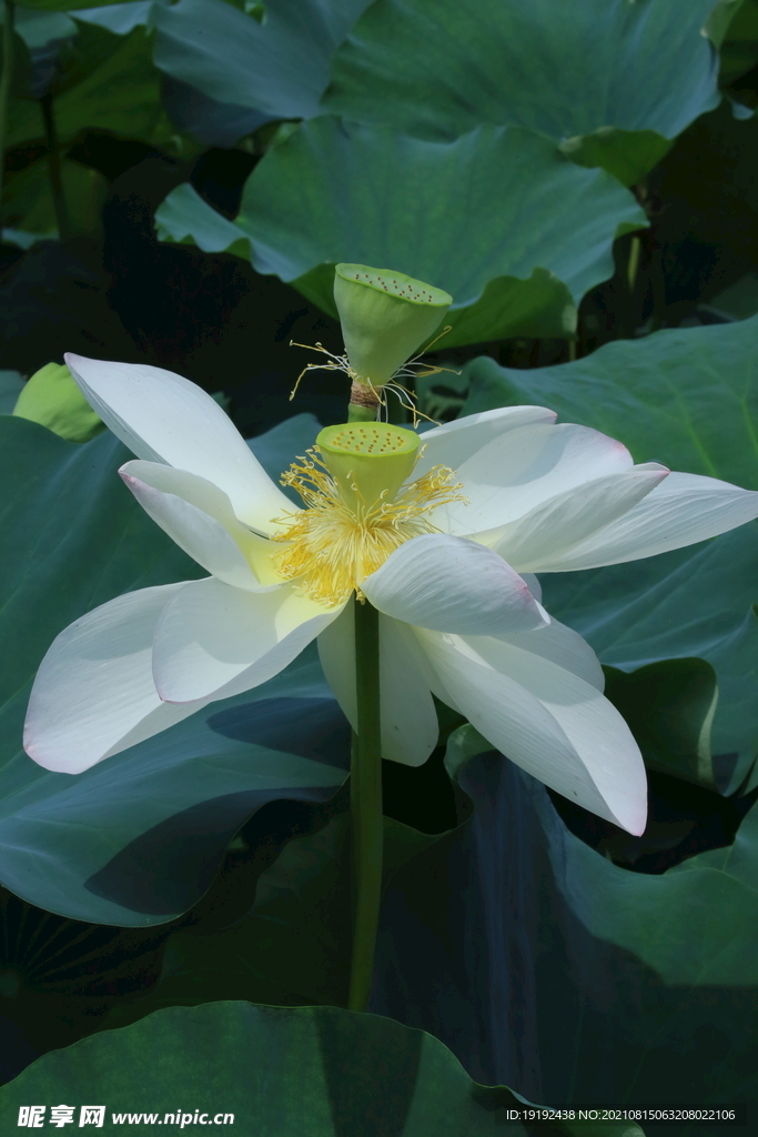荷花