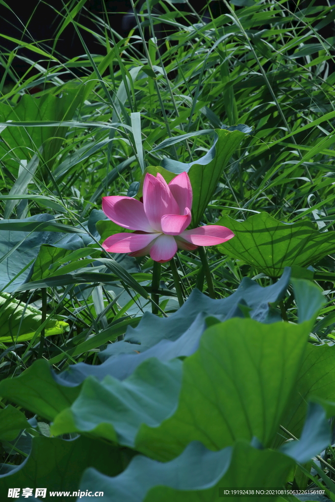 荷花
