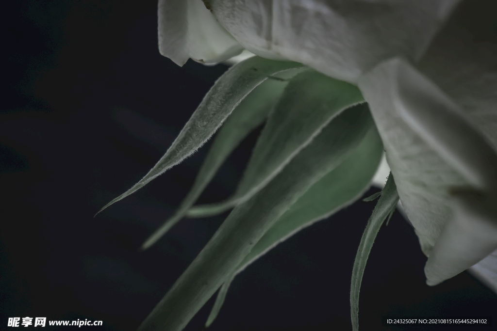 花根