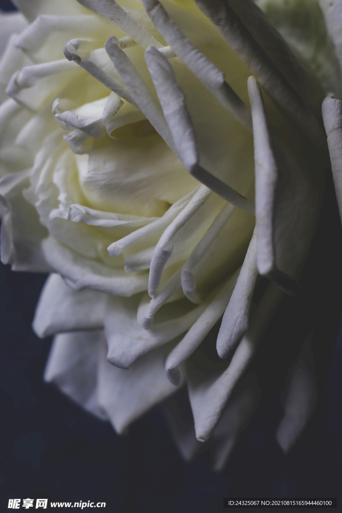 白花