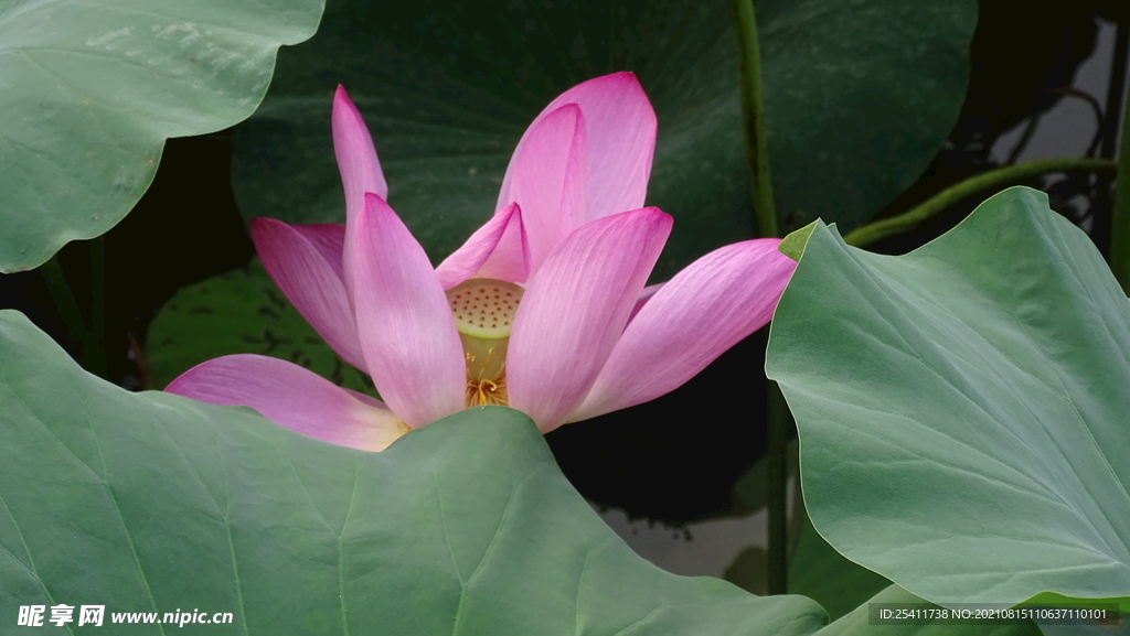 美丽荷花
