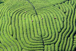 茶园