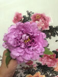 牡丹花牡丹画