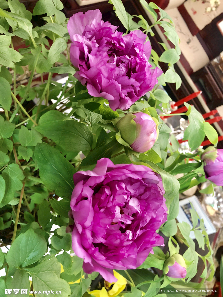 牡丹花