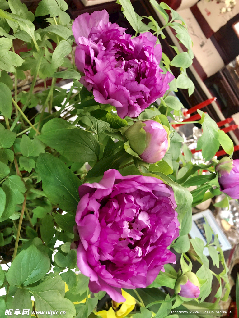 牡丹花