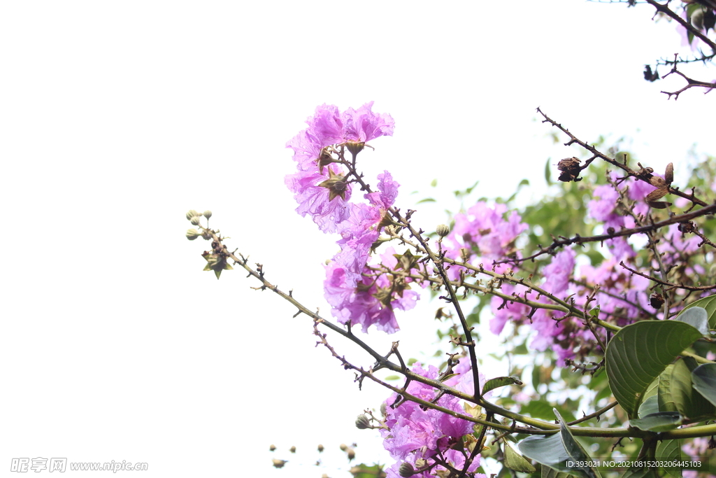 雨后粉蕊