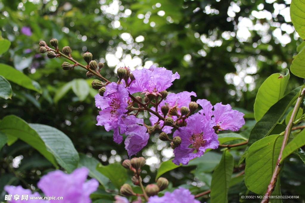 雨后花