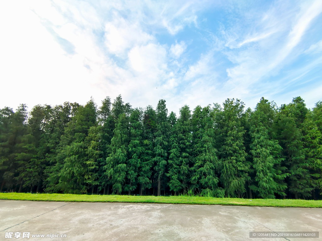 水杉林蓝天背景