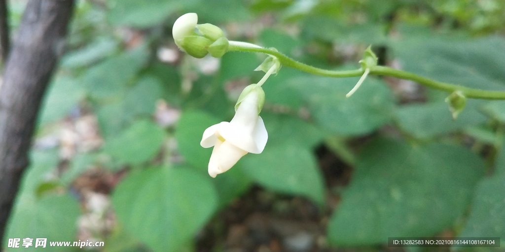 豆角花