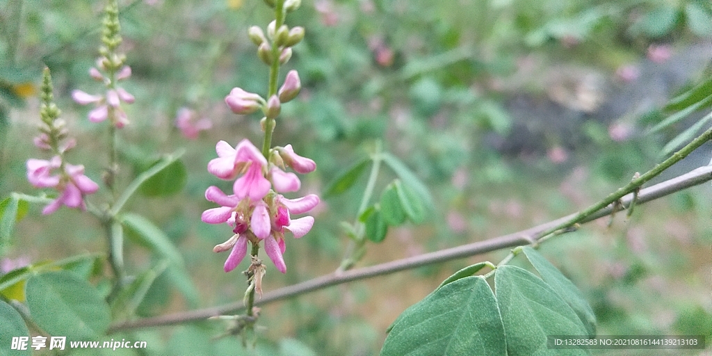 木蓝花