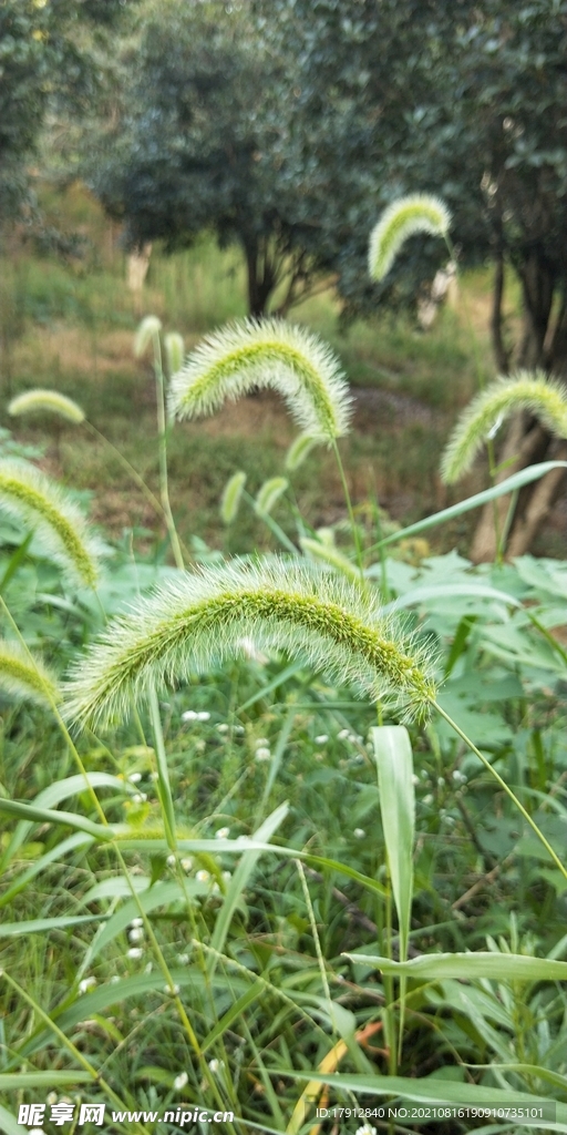 狗尾巴草图片