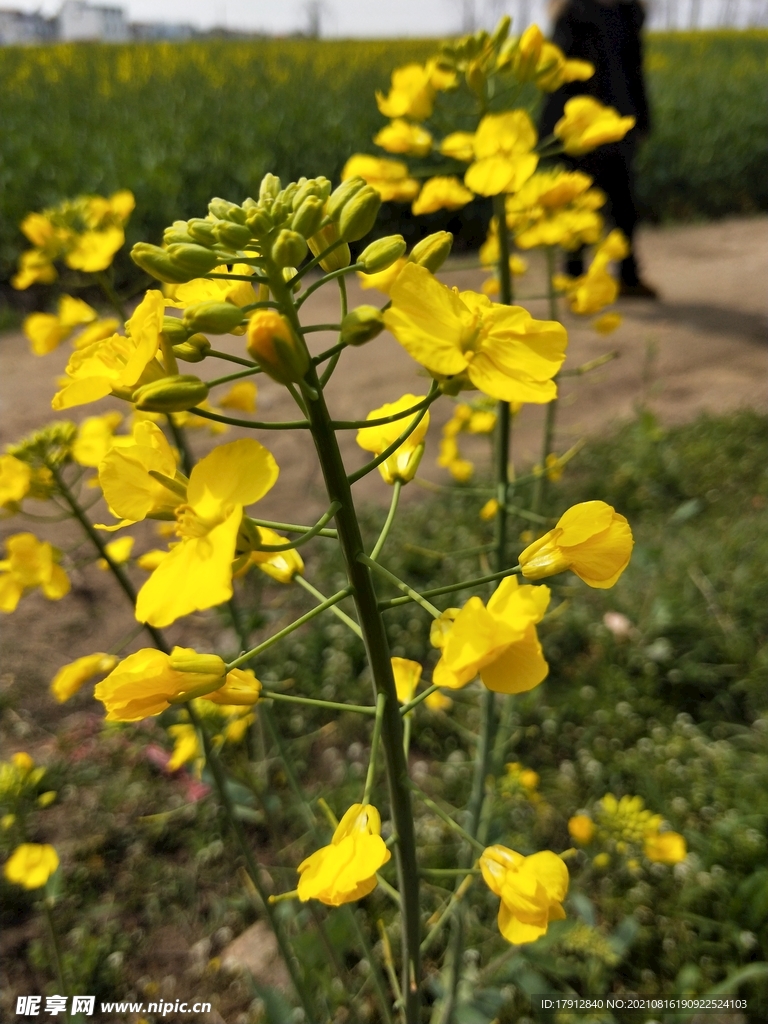 油菜花