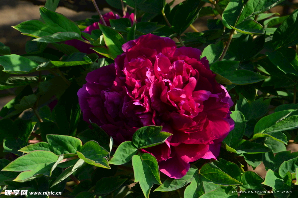 牡丹 