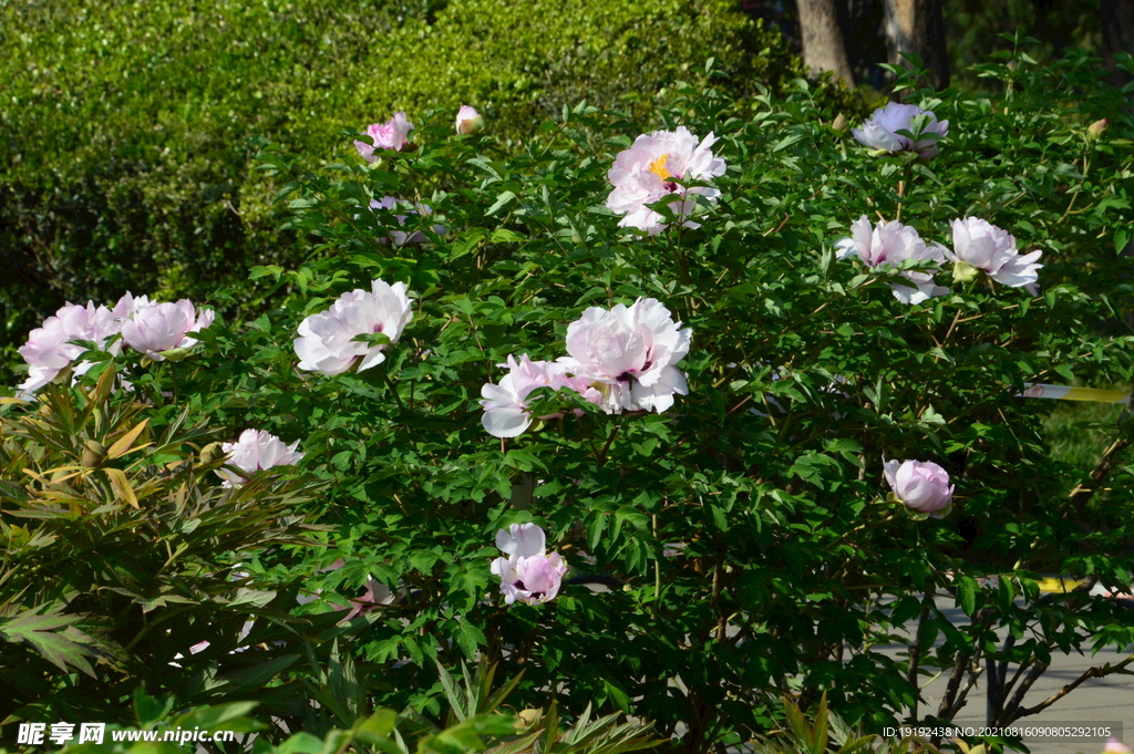  牡丹花 