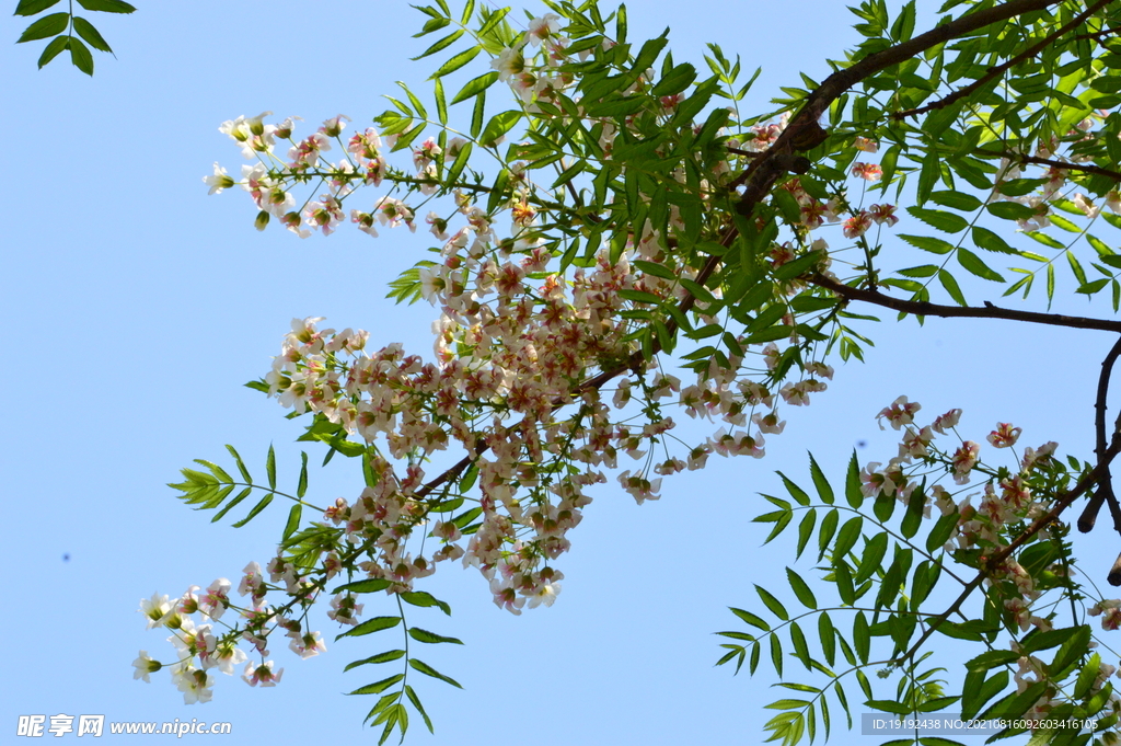 文冠果花
