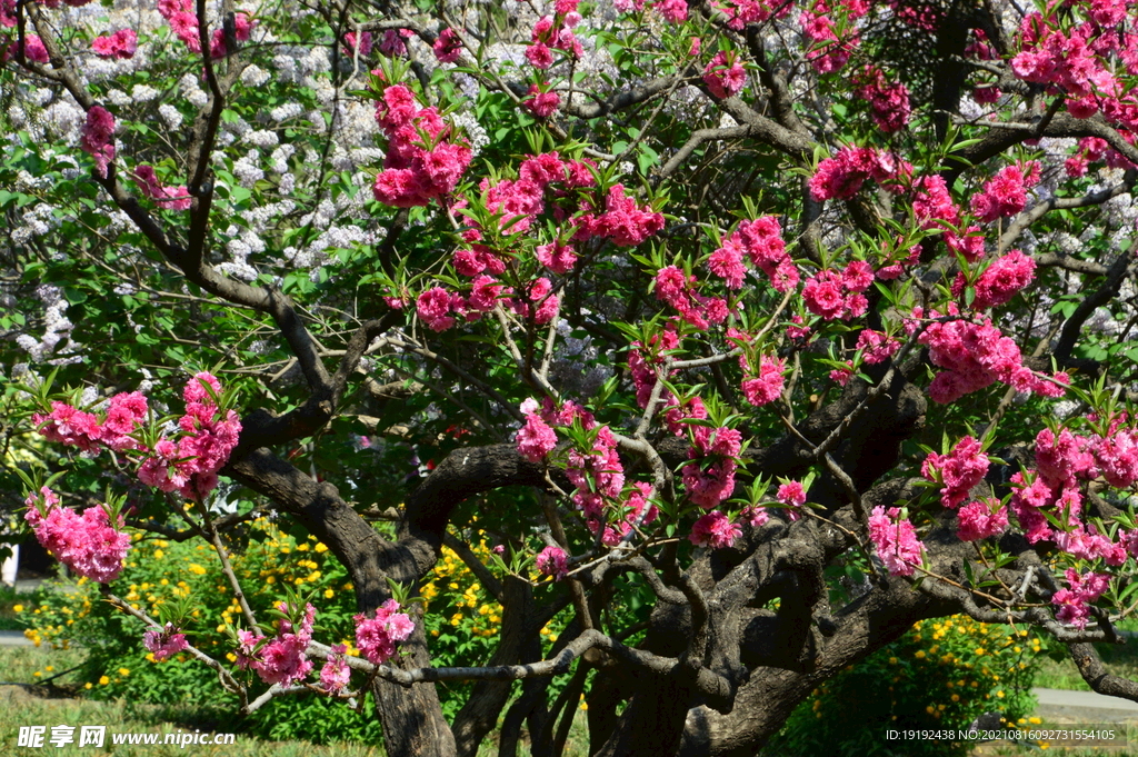 碧桃花儿