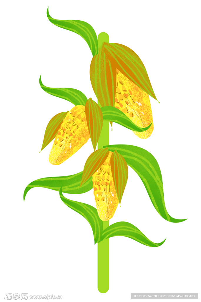 玉米插画