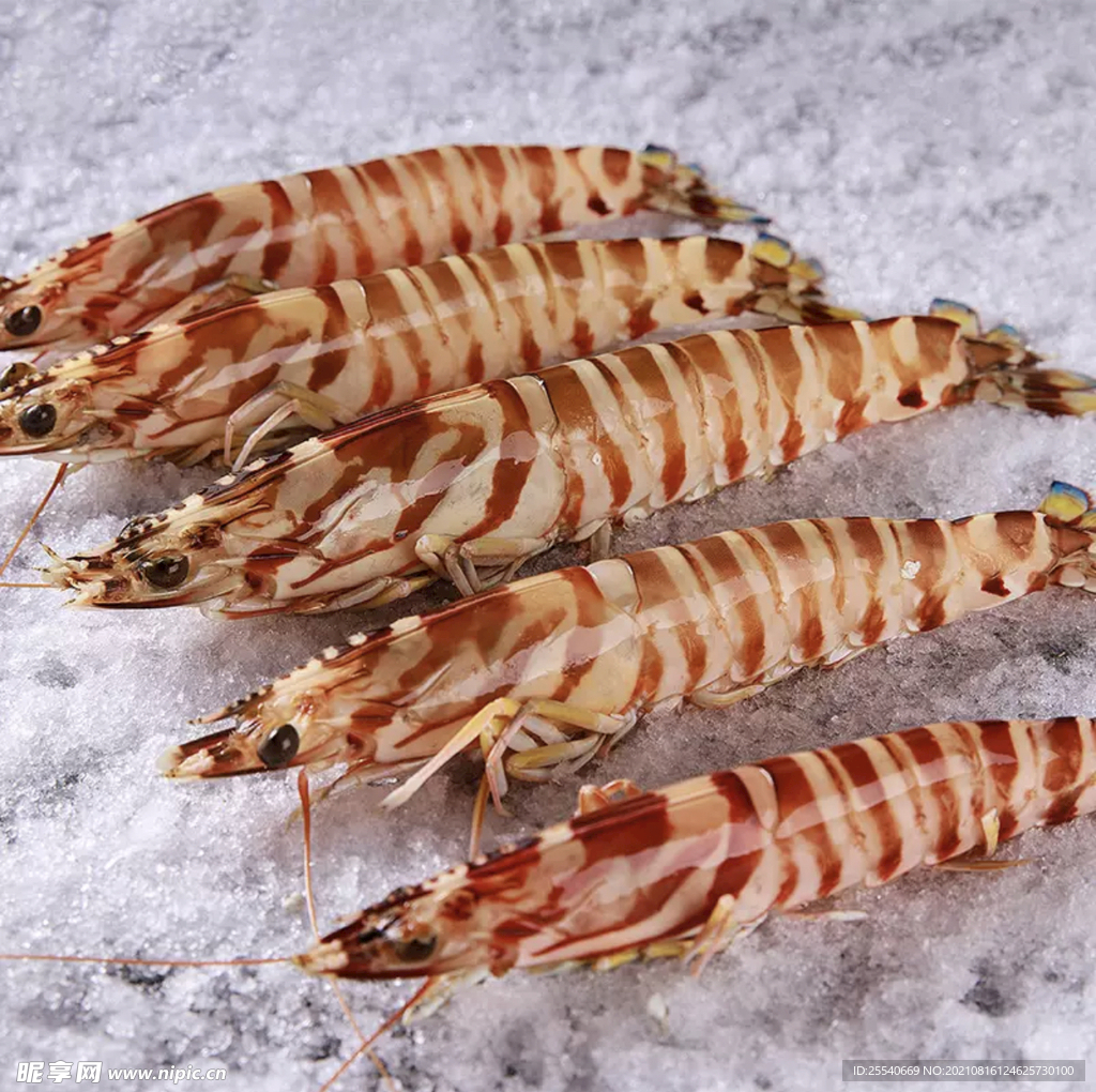 白灼斑节虾怎么做_白灼斑节虾的做法_日食作妖记_豆果美食