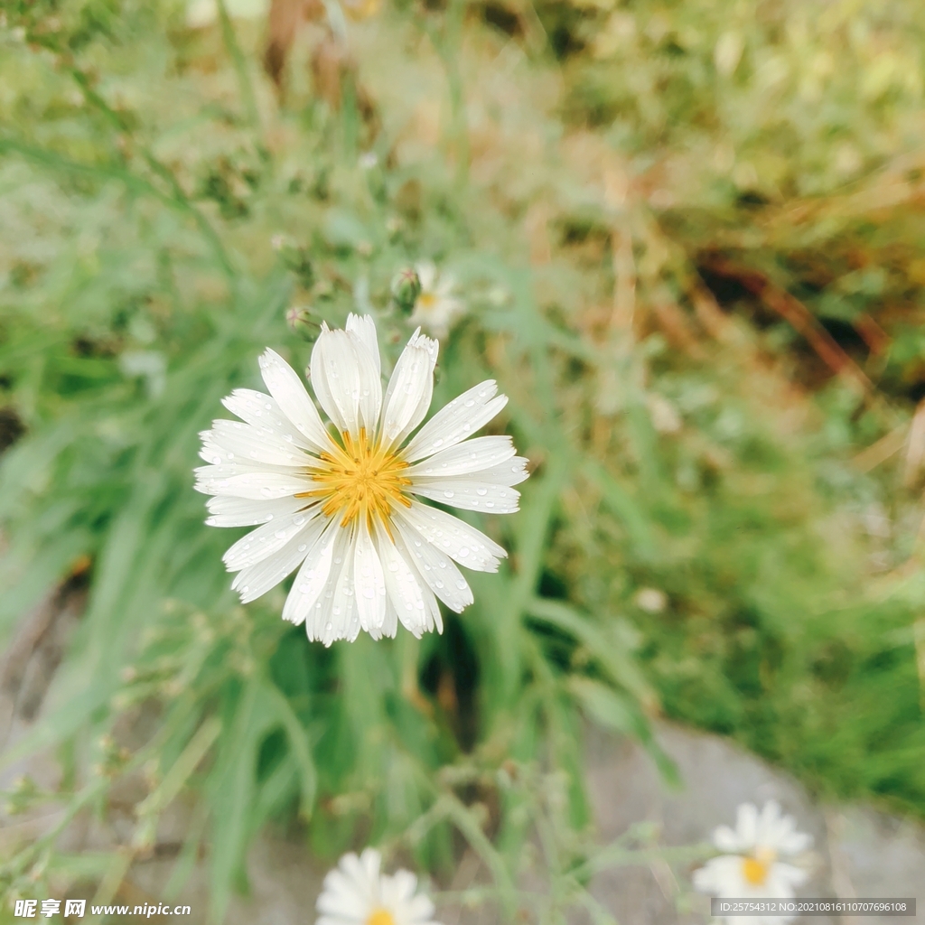  小雏菊