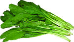 菠菜矢量图