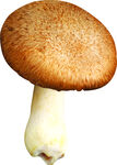 香菇矢量图