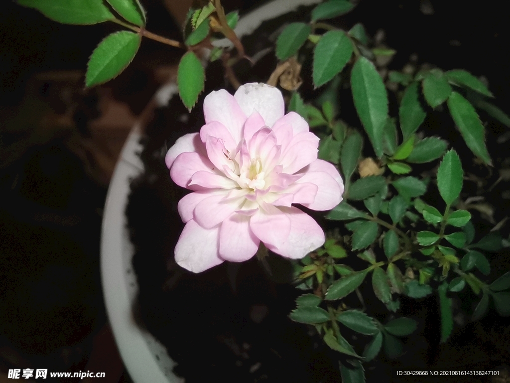 月季花