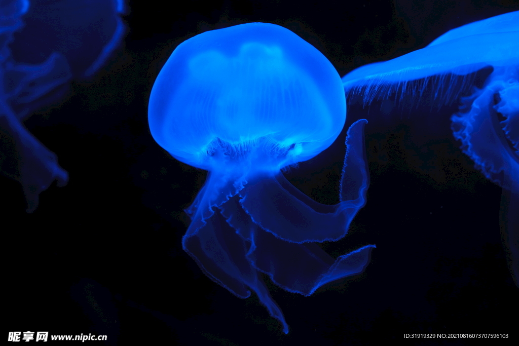 海蜇